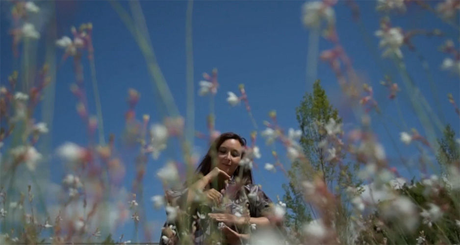 Des ailes, qui libres, dansent